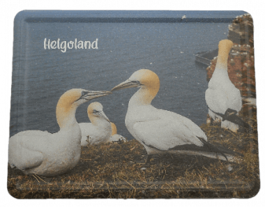 Aluminiummagnet Basstölpel auf Helgoland 